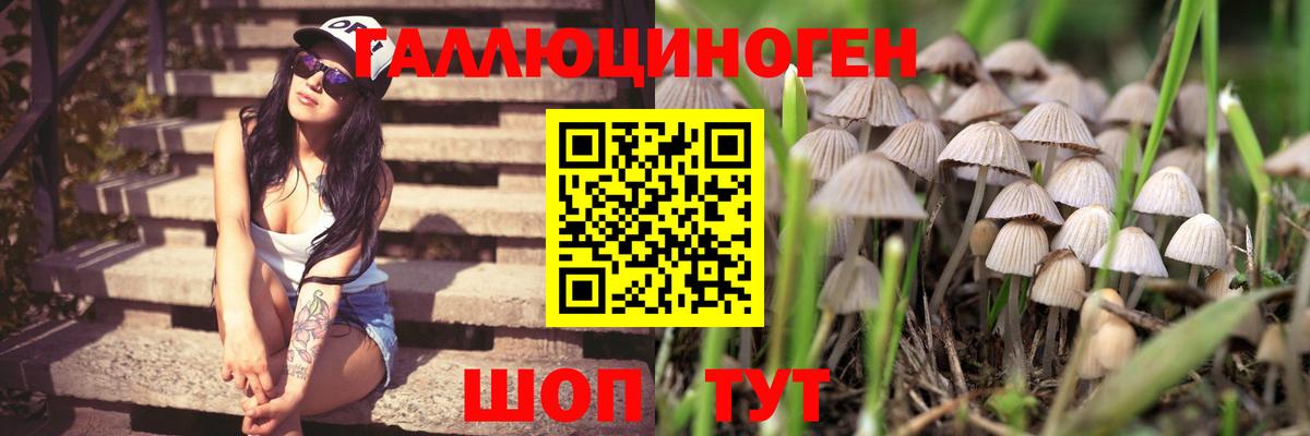 Галлюциногенные грибы Psilocybe Донецк